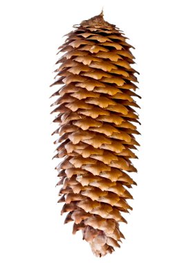 Pinecone clipart