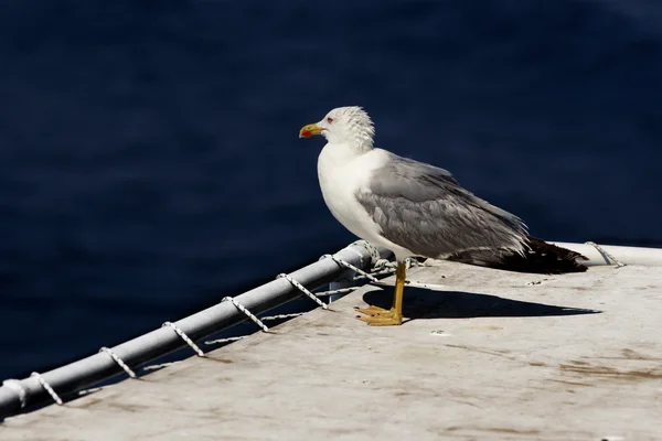 stock image Seagull