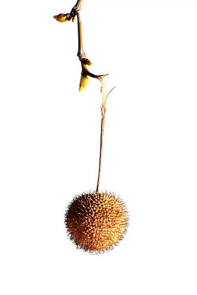 Torr växt med knoppar — Stockfoto