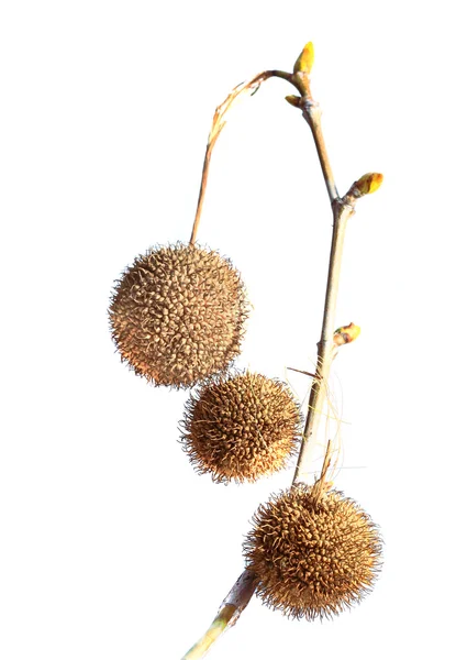 Суха рослина з бруньками — стокове фото