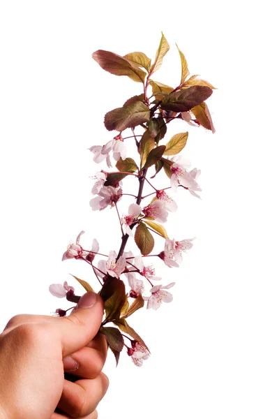 Hand holding plum tree flowers — Stock Photo, Image