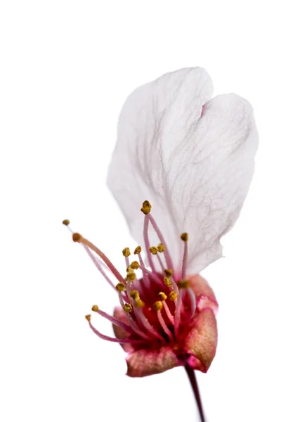 Gros plan - fleur de prunier — Photo
