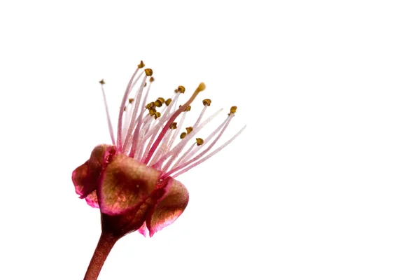 Крупним планом - квітка сливового дерева — стокове фото