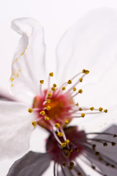 Pruimenboom bloem met reflectie — Stockfoto