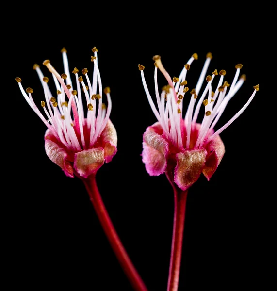 Sluit uo - twee pruimenboom bloemen — Stockfoto