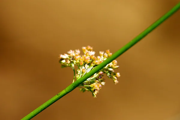 Branch with small flowers — Stock Photo, Image