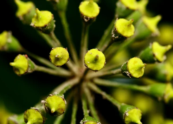 Vreemde groene plant, close-up shot — Stockfoto