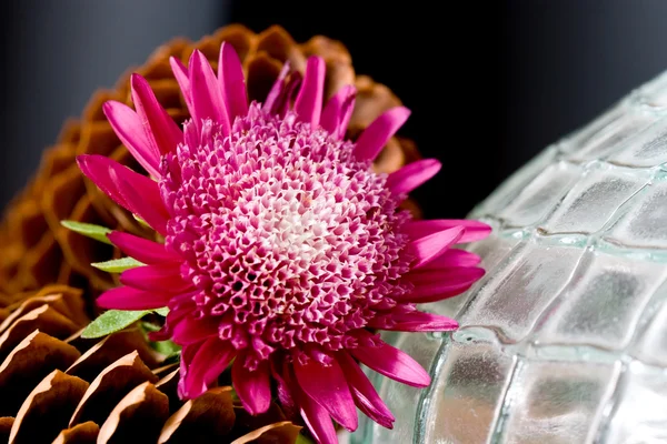 Blume, Tannenzapfen und Glasvase — Stockfoto