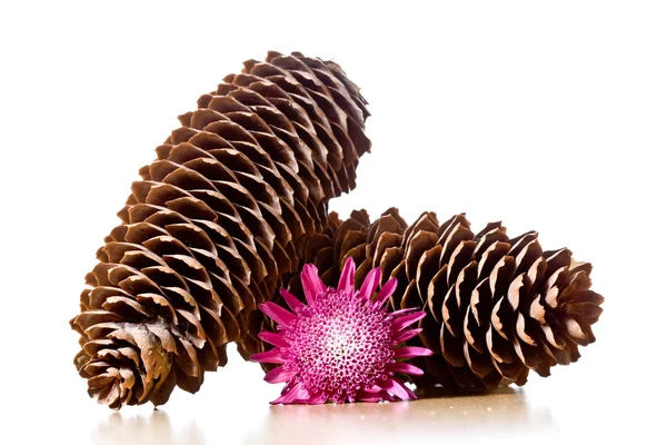 Un par de conos de pino con una flor — Foto de Stock