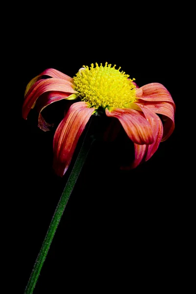 Haldokló virág — Stock Fotó