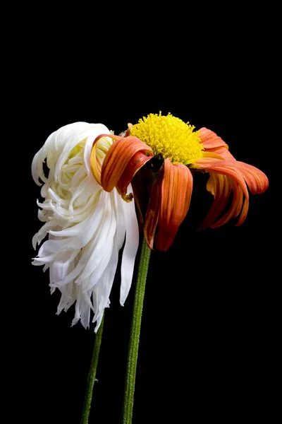 Ölmek üzere olan çiçek — Stok fotoğraf