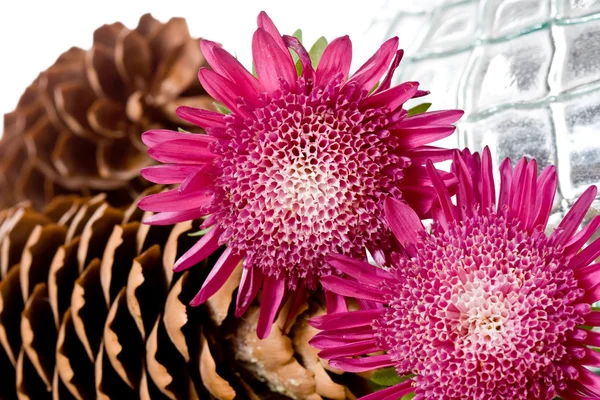 赤い花、pinecones、織り目加工ガラス — ストック写真
