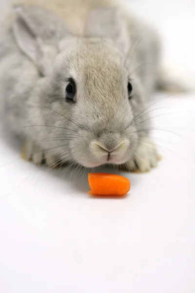 Серый кролик и морковка — стоковое фото
