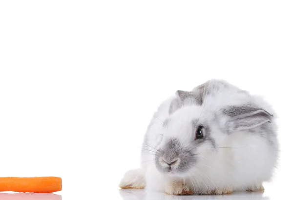 White / gray rabbit and a carrot — Stock Photo, Image
