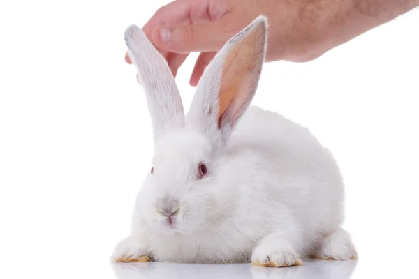 Vit kanin och en hand — Stockfoto
