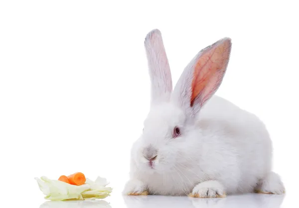 Vit kanin med grönsaker — Stockfoto