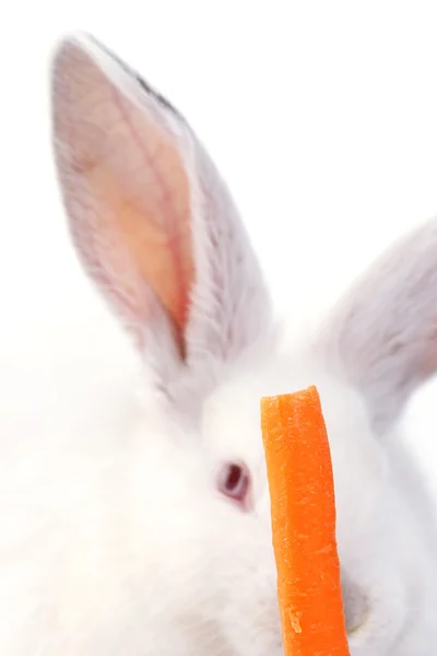 Coelho branco e uma cenoura — Fotografia de Stock