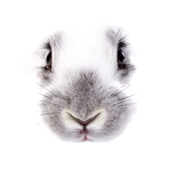 兔子 图库照片