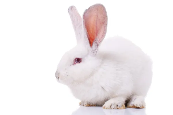 Kaninchen Stockbild