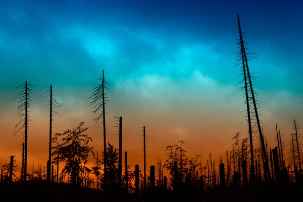 Bränd skog — Stockfoto