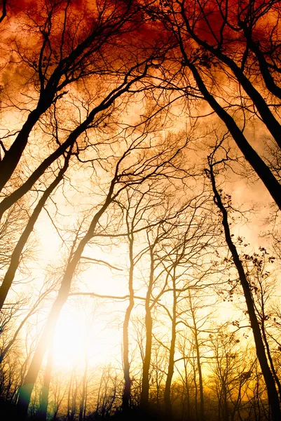 Increíble puesta de sol de verano en el bosque. Rayo solar — Foto de Stock