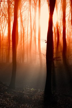 Amazing summer sunset in forest. clipart