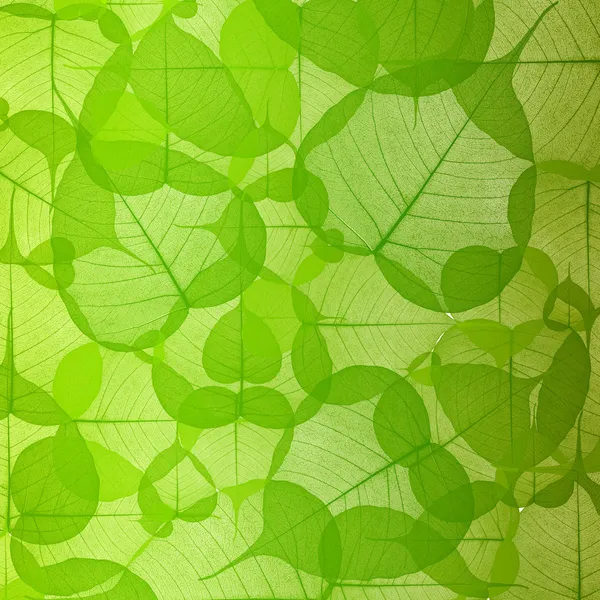 Folha de fundo cor verde — Fotografia de Stock
