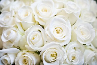 White Rose Background clipart