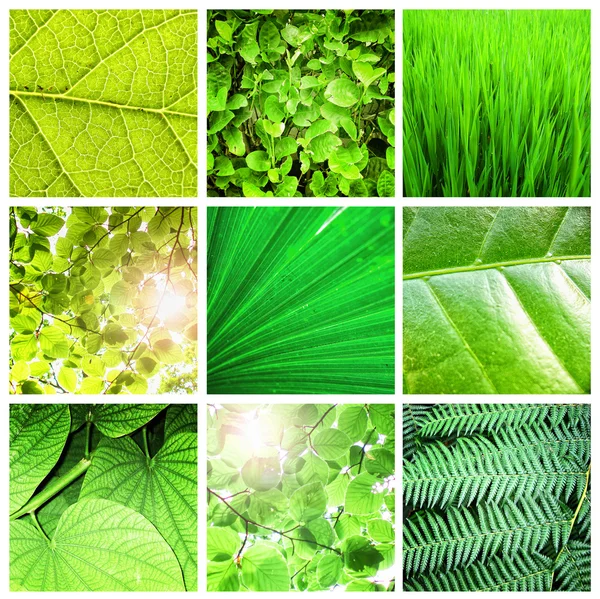 緑の葉のコレクション — ストック写真
