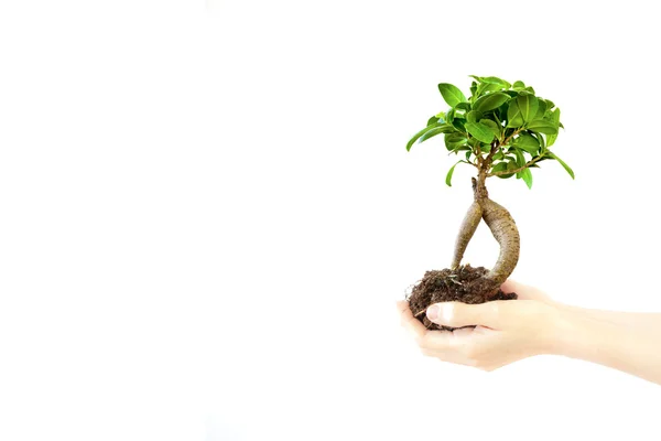 Kleiner Baum, der in Frauenhänden wächst — Stockfoto