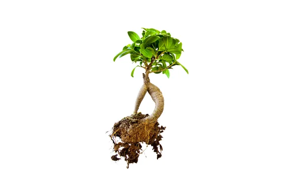 Isolierter Baum mit Wurzeln — Stockfoto