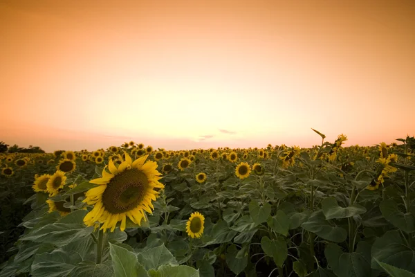 stock image Sunflower field