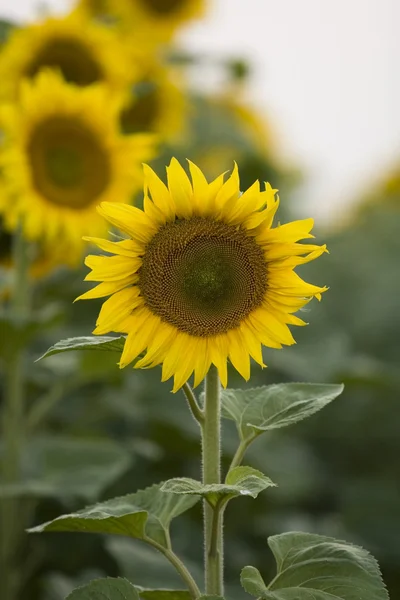 stock image Sunflower field