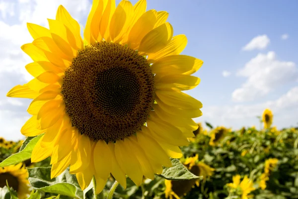 stock image Sunflower field