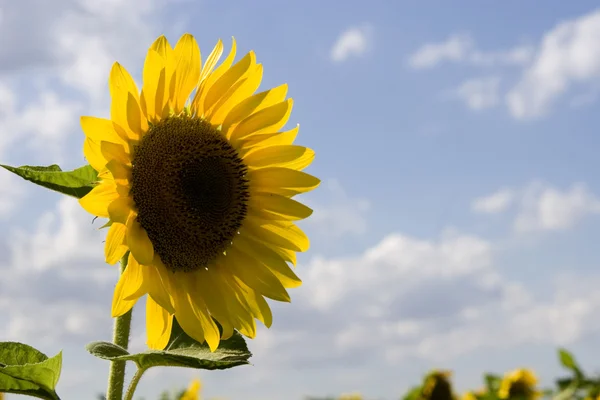 stock image Sunflower field