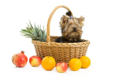Köpek.