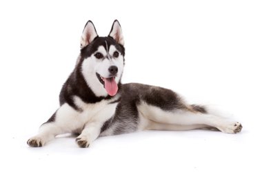 Köpek.