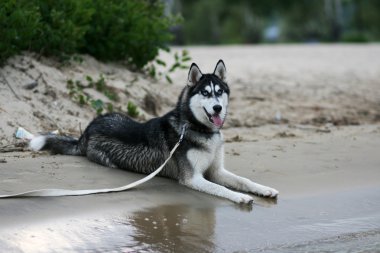 Köpek.