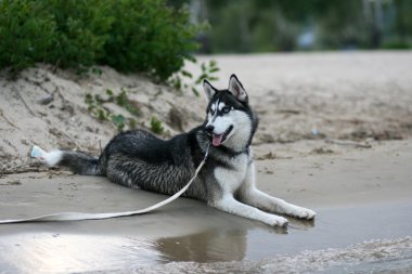 Köpek.