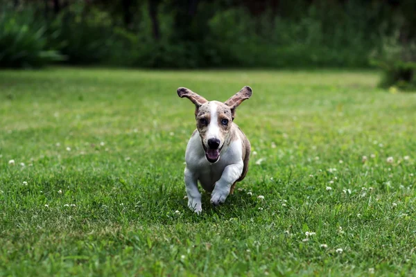 stock image Dog