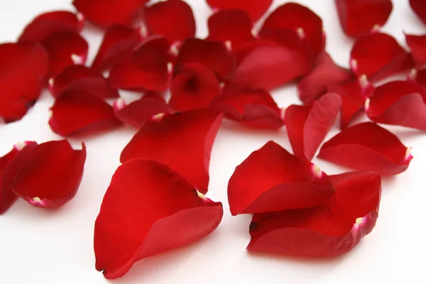 Ljusa röda kronblad — Stockfoto