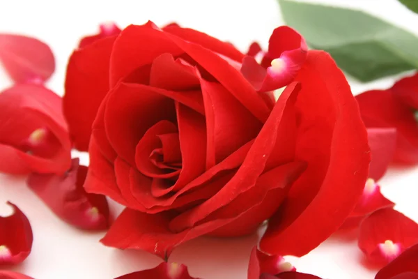 Rote Rose auf Blütenblättern — Stockfoto