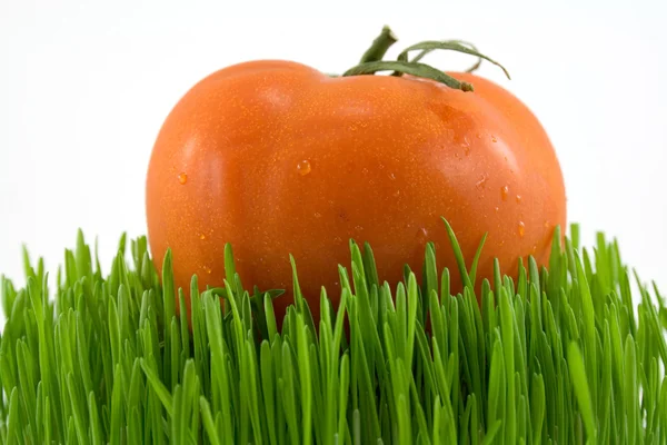 Tomaat op gras — Stockfoto
