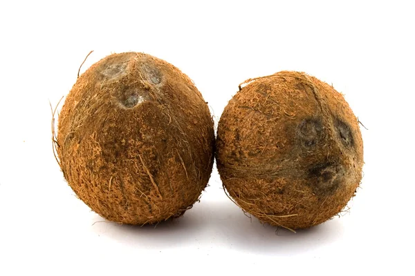 Due noci di cocco — Foto Stock