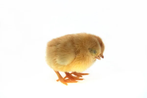 Csirkék — Stock Fotó