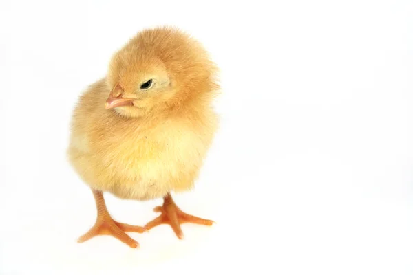 Małe ładne kurczaka — Zdjęcie stockowe