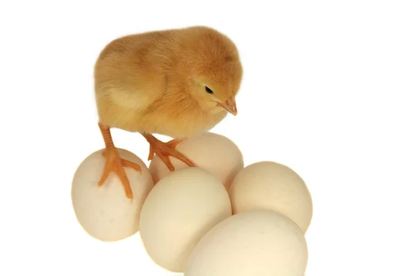 Pollo sobre huevos —  Fotos de Stock