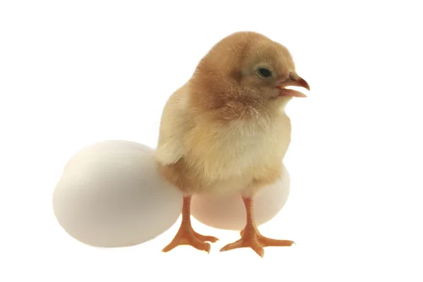 Sárga húsvéti csirke — Stock Fotó