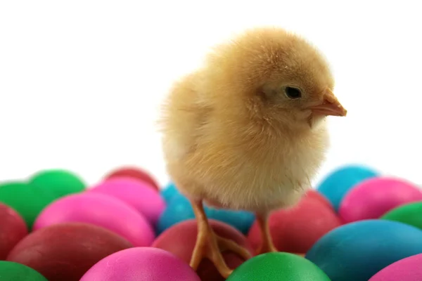 Pollitos y huevos — Foto de Stock
