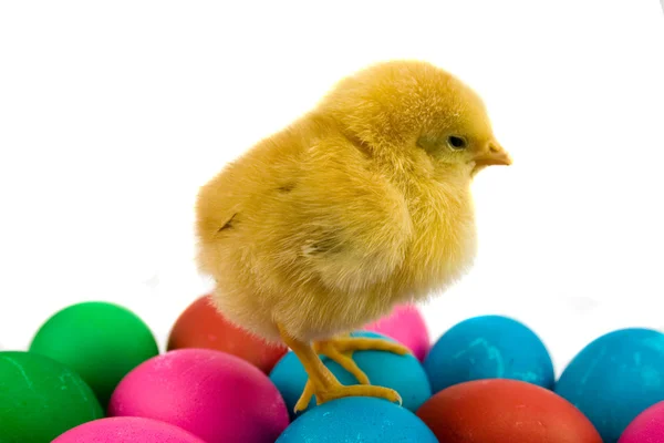 鸡与复活节蛋 — 图库照片